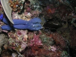 Anemone kills blue Starfish